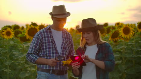 Two-farmers-are-studying-a-sunflower-with-a-magnifier-on-the-field-at-sunset.-They-write-down-its-basic-properties-on-a-tablet.